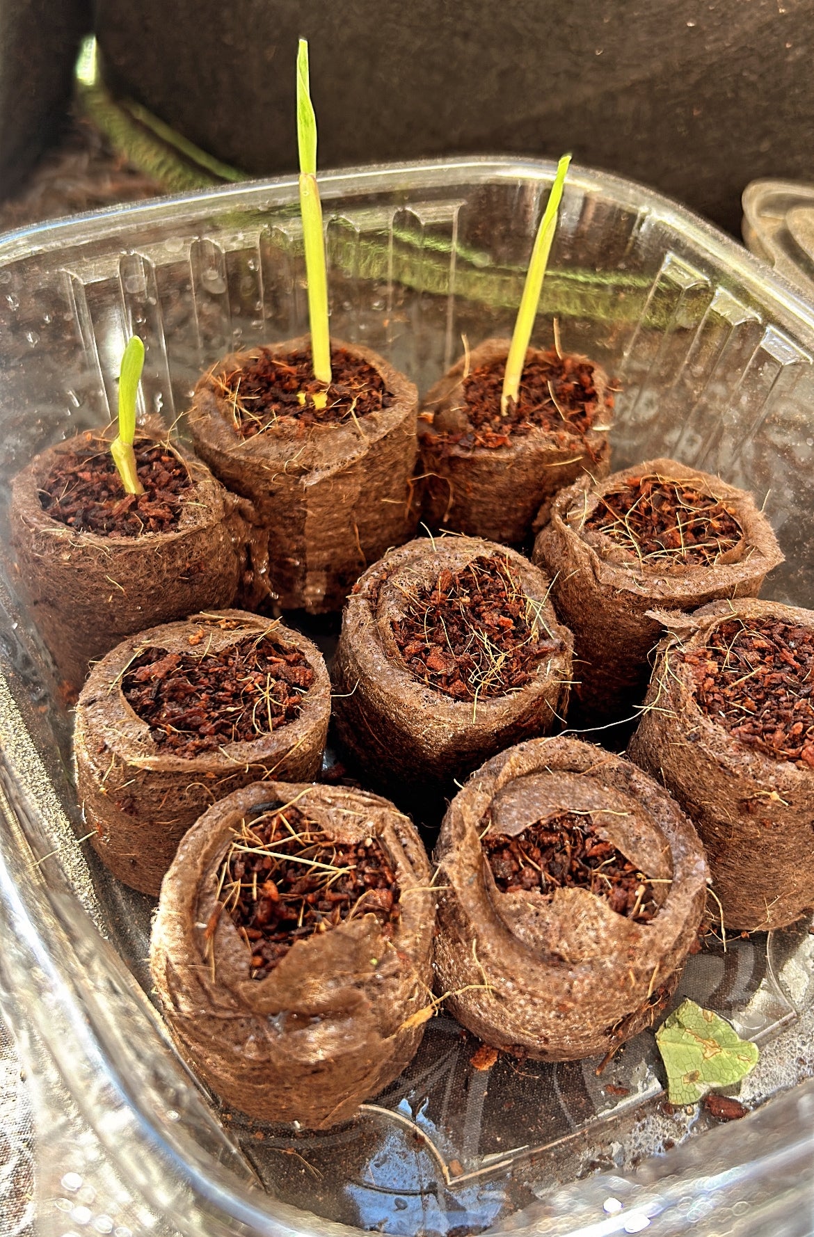 🥕 Farm-to-Table Garden Kit